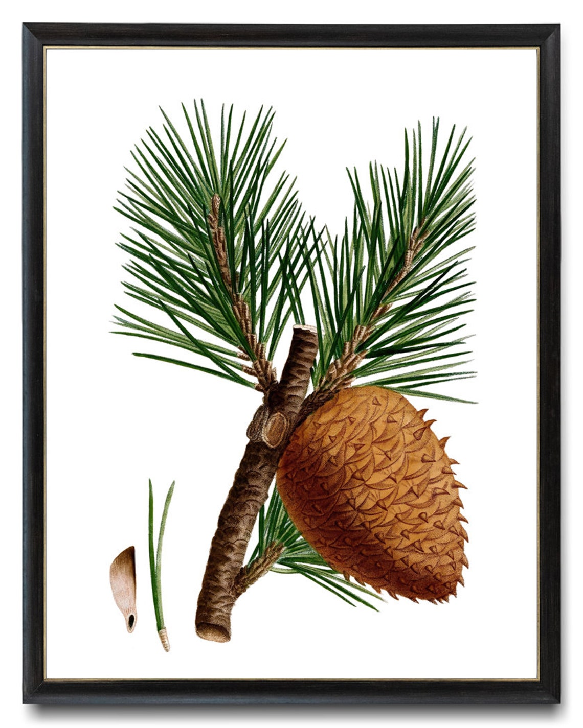 Table Mountain Pine Botanical Study Cone Needles Vintage Art Poster - Image 3