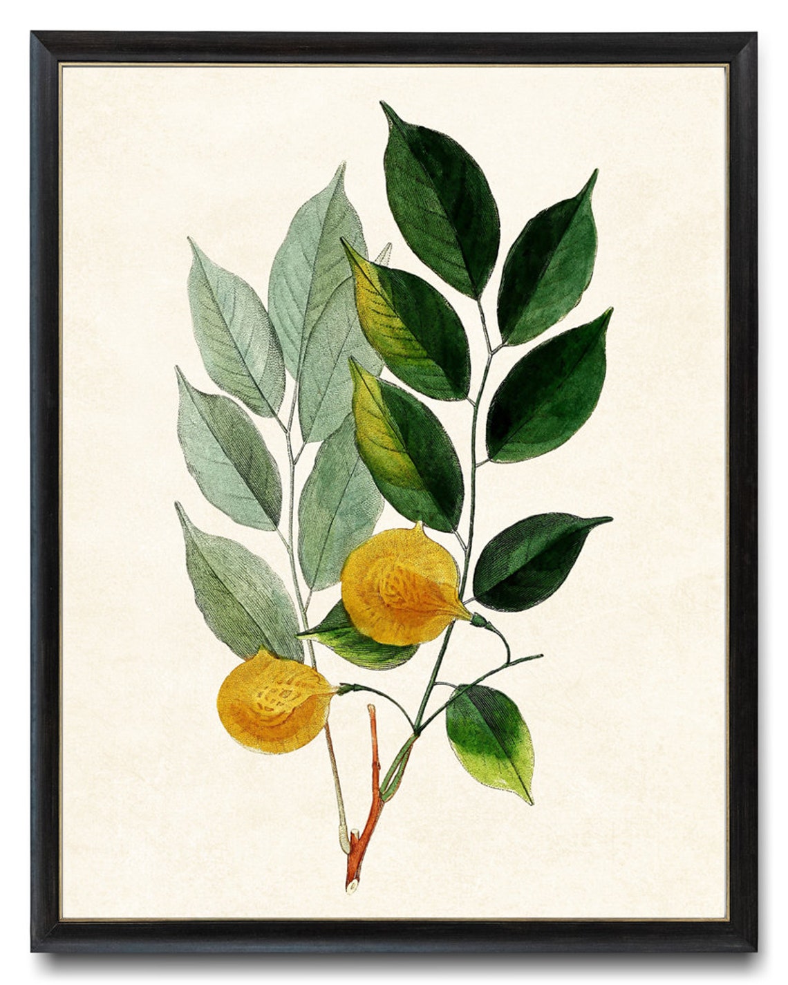 Leafy Branch with Golden Yellow Fruit Vintage Botanical Art Poster - Image 4