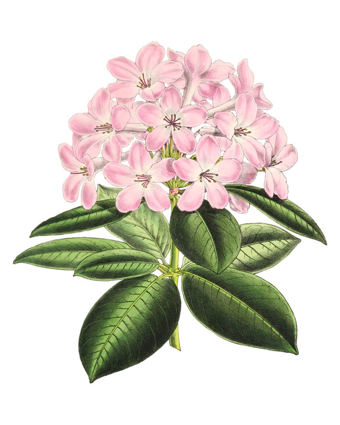 Pink Rhododendron Flower Cluster Vintage Botanical Illustration Poster - Image 2