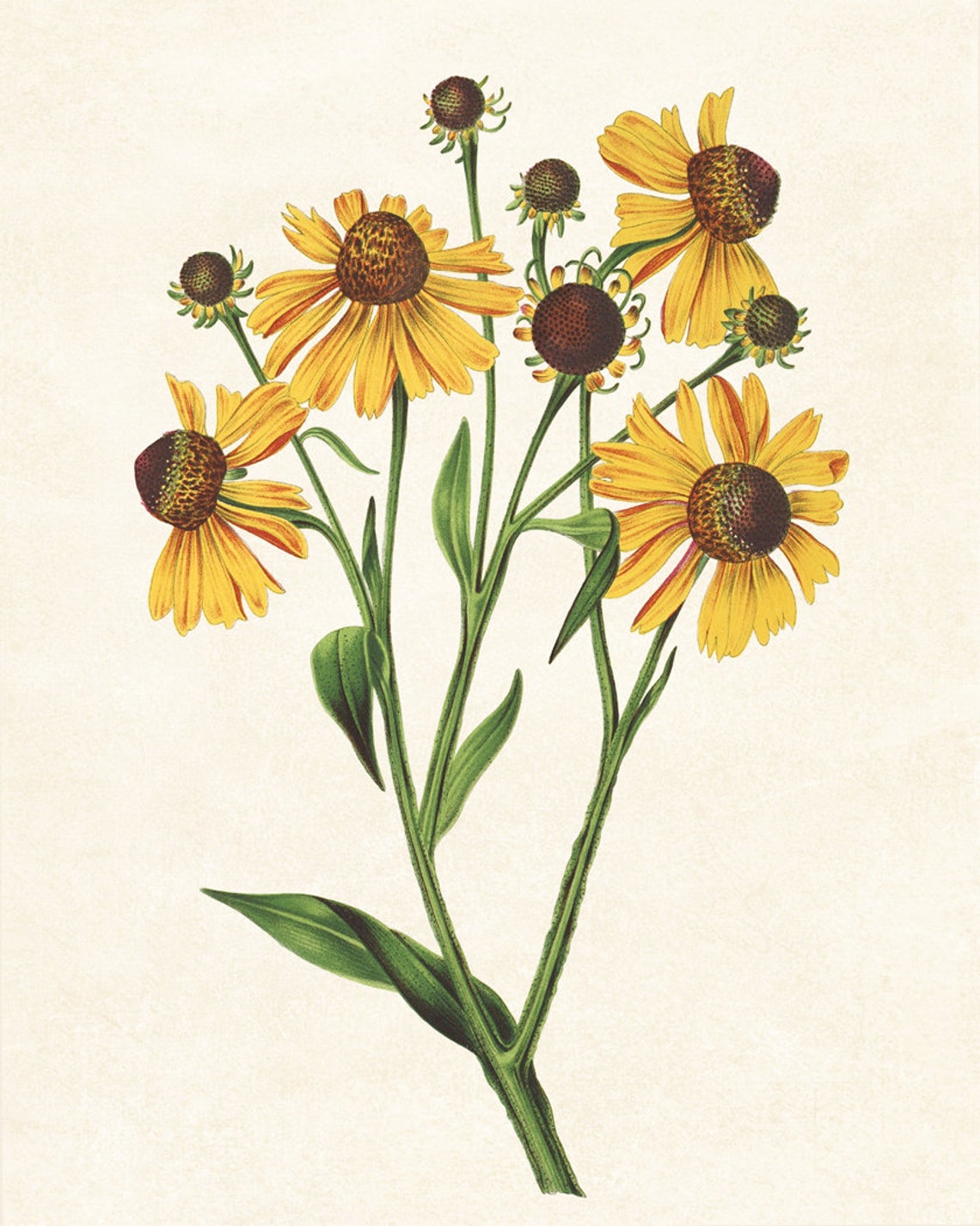 Yellow Helenium Flowers Vintage Botanical Illustration Poster - Image 3