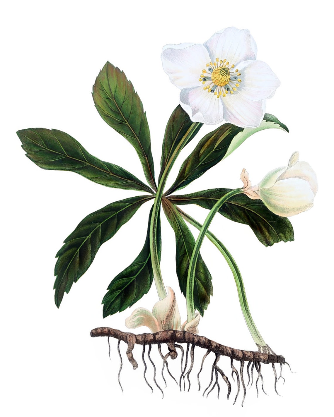 White Hellebore Christmas Rose Vintage Botanical Root Study Poster - Image 2