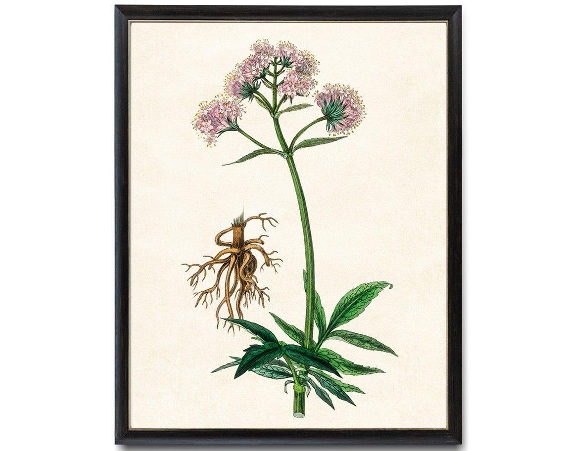 Flowering Valerian Pink Bloom Clusters Vintage Botanical Poster