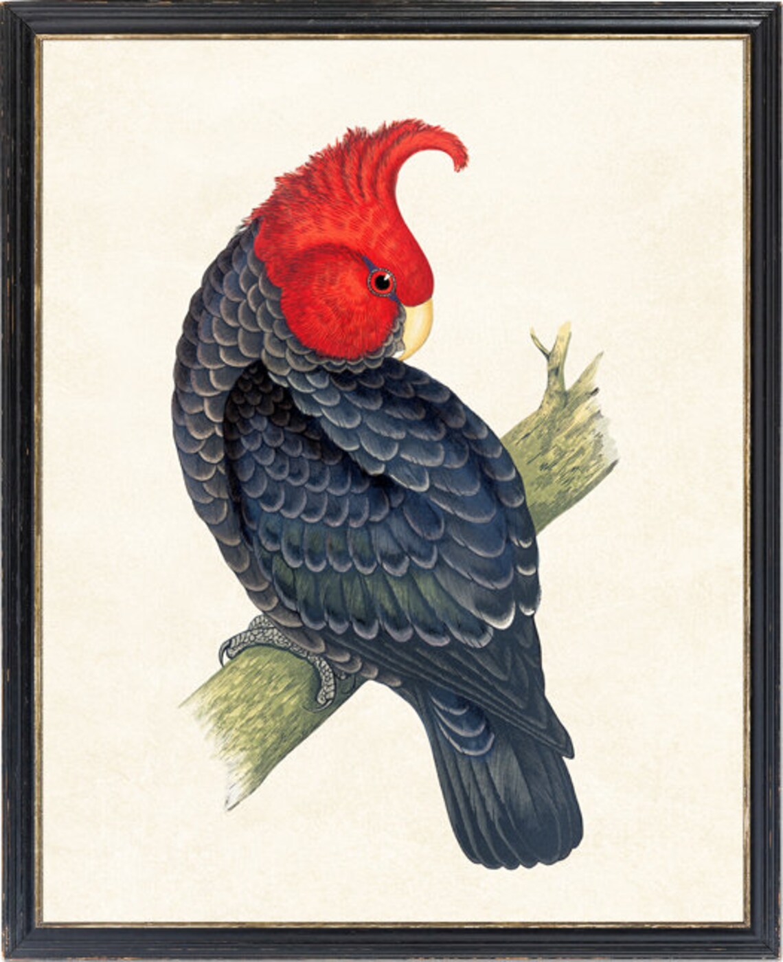 Red Headed Cockatoo Vintage Illustration Black Parrot Bird Poster - Image 4