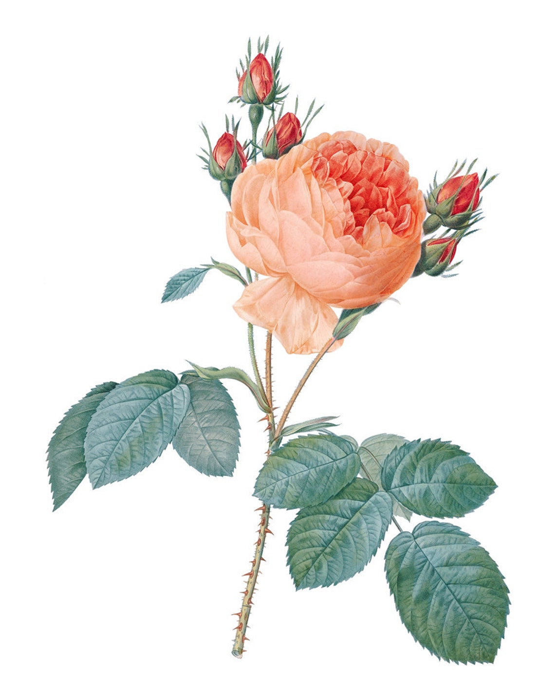 Peach Garden Rose Antique Redoute Style Botanical Study Poster - Image 2