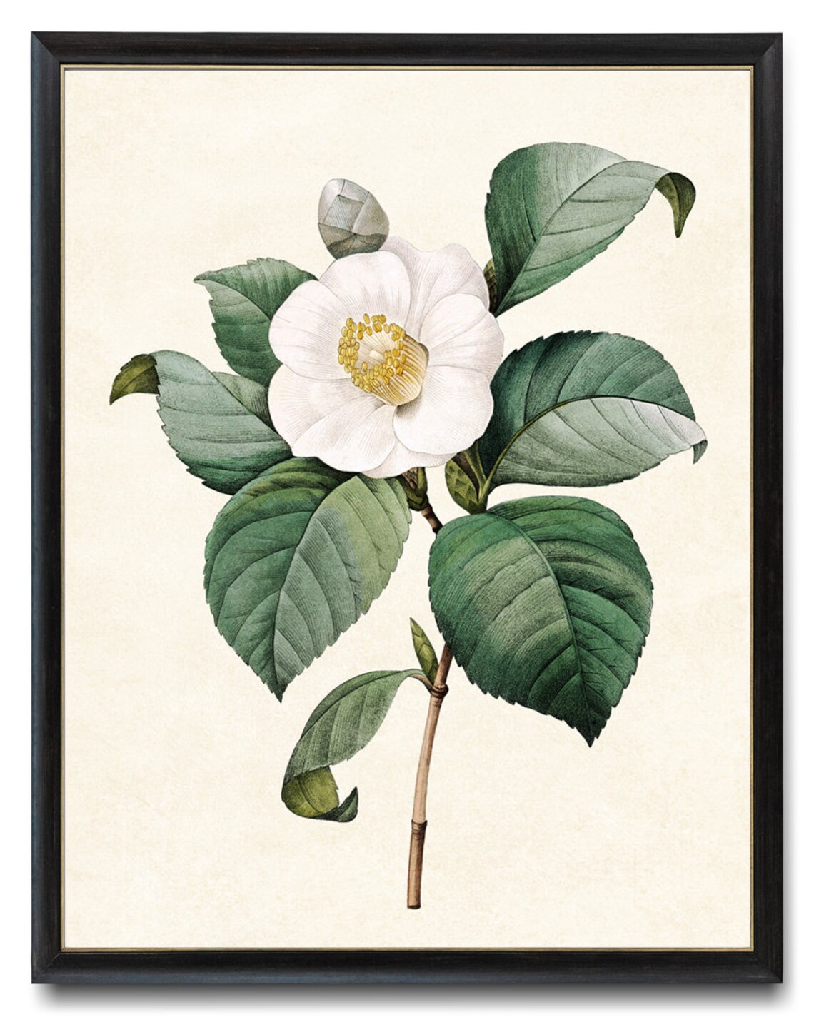 White Camellia Vintage Illustration Art Print