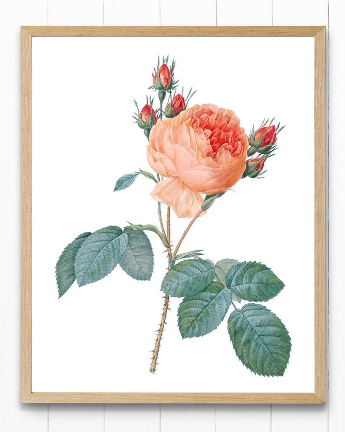 Peach Rose Vintage Flower Illustration Botanical Wall Art Print Instant - Image 2