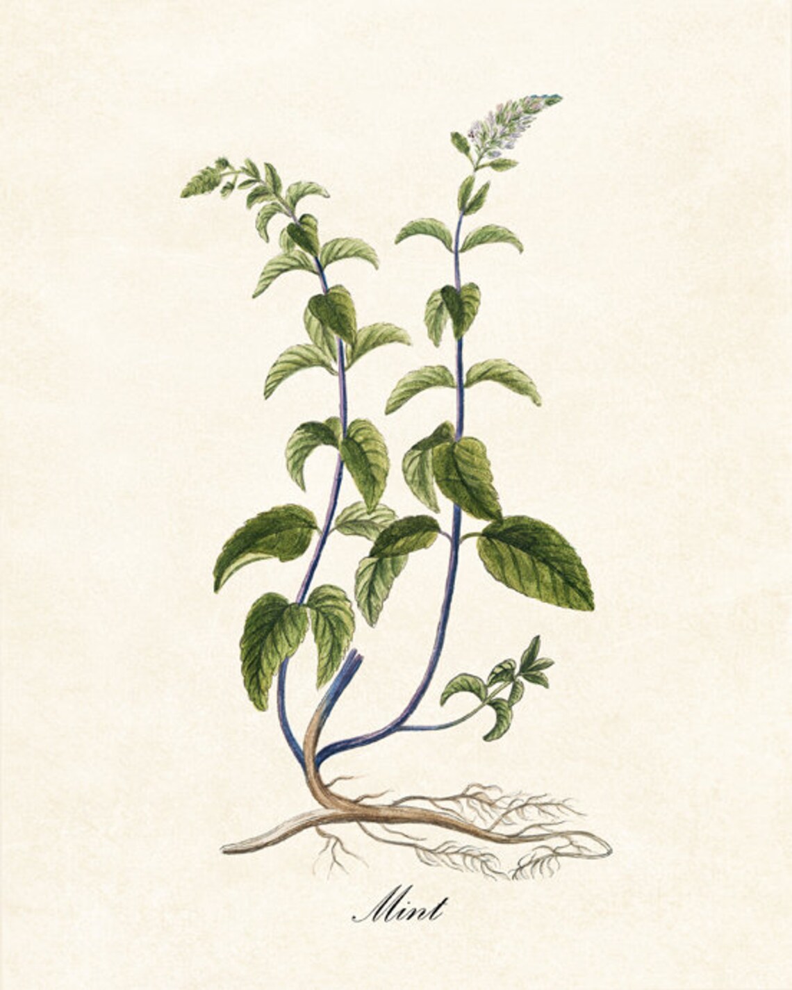 Antique Mint Herb Botanical Culinary Apothecary Illustration Poster - Image 2
