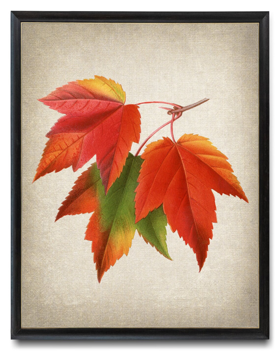Red Maple Leaves Vintage Illustration Art Print