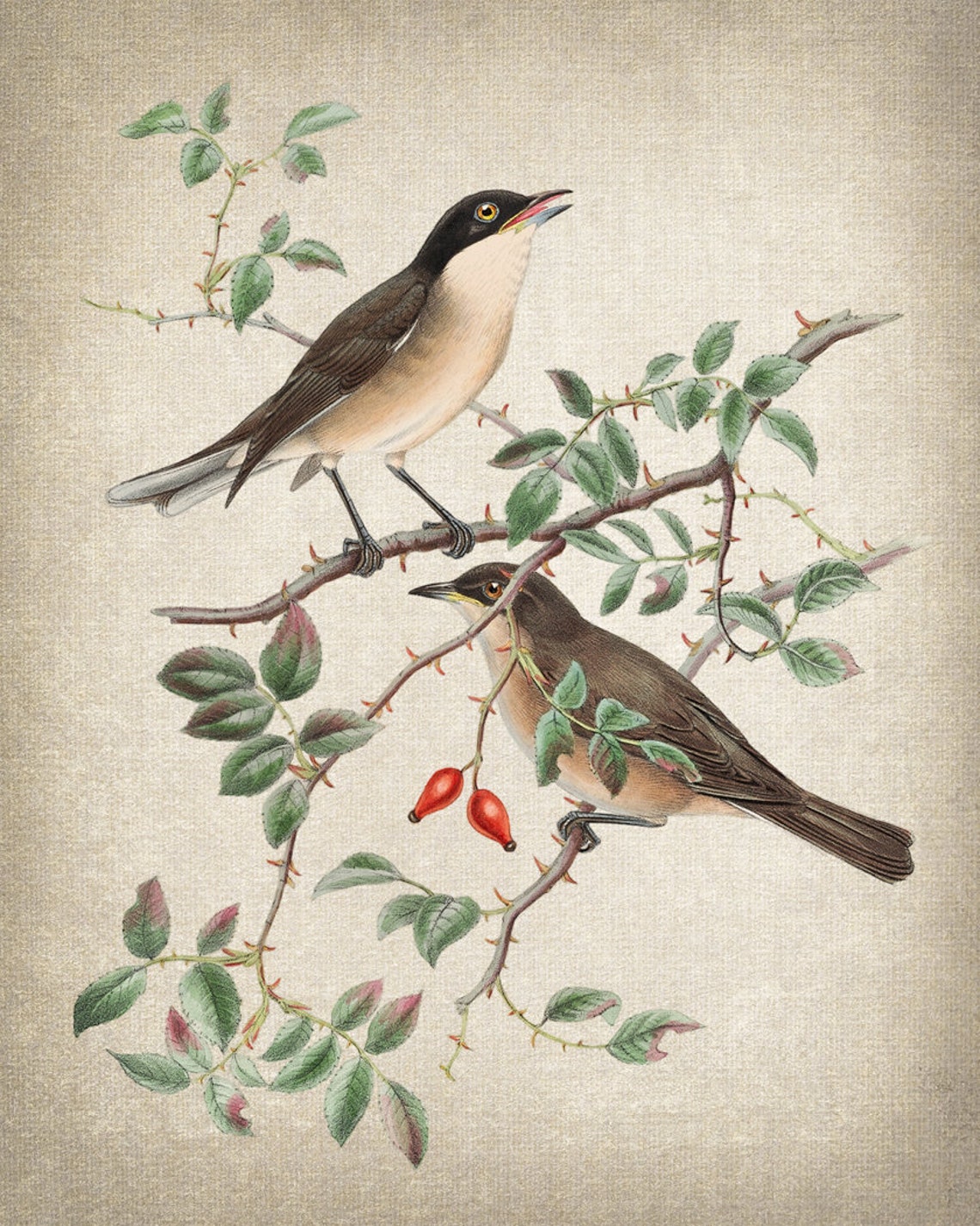 Orphean Warbler Bird Pair Classic Antique Ornithological Poster - Image 2