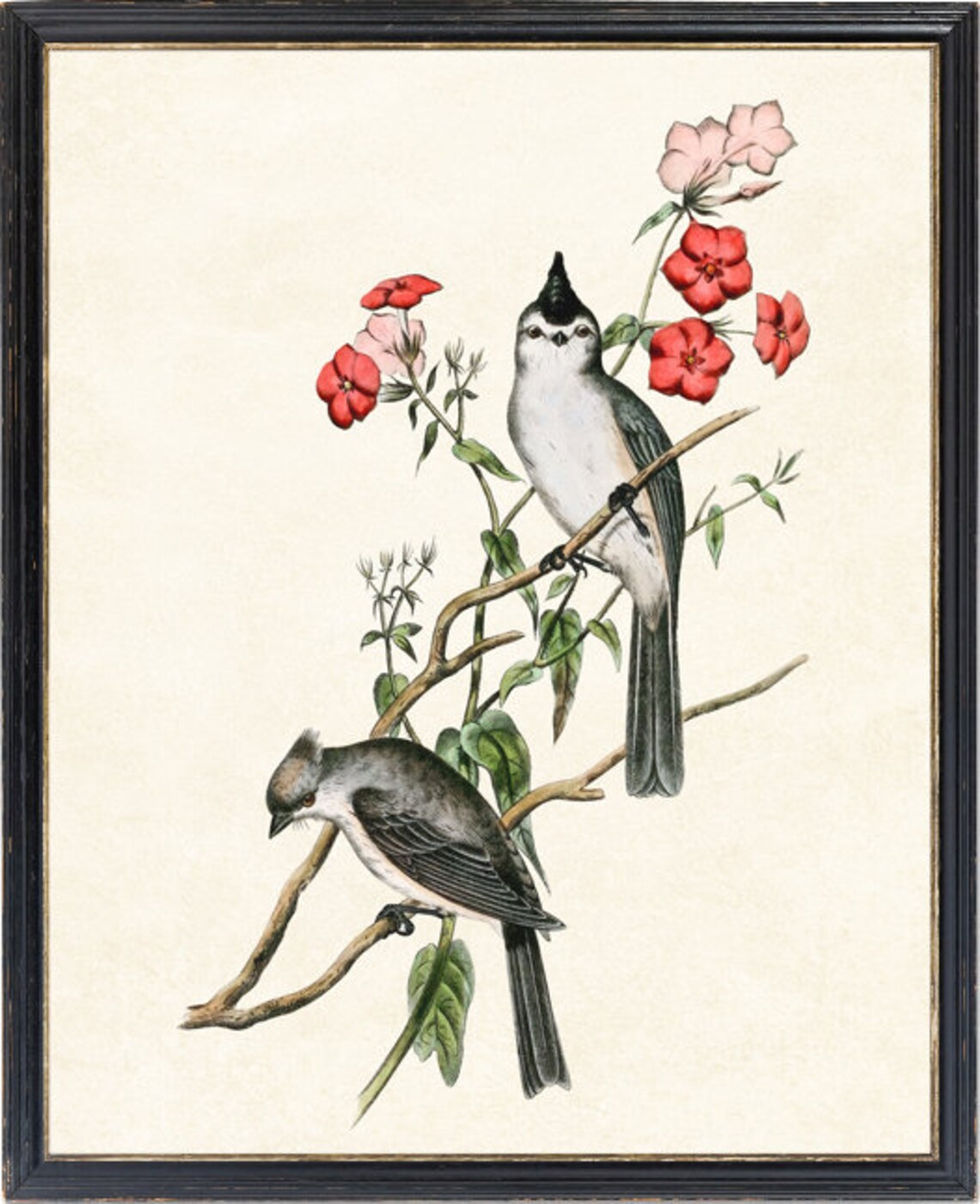 Crested Chickadee Vintage Illustration Art Print - Image 4