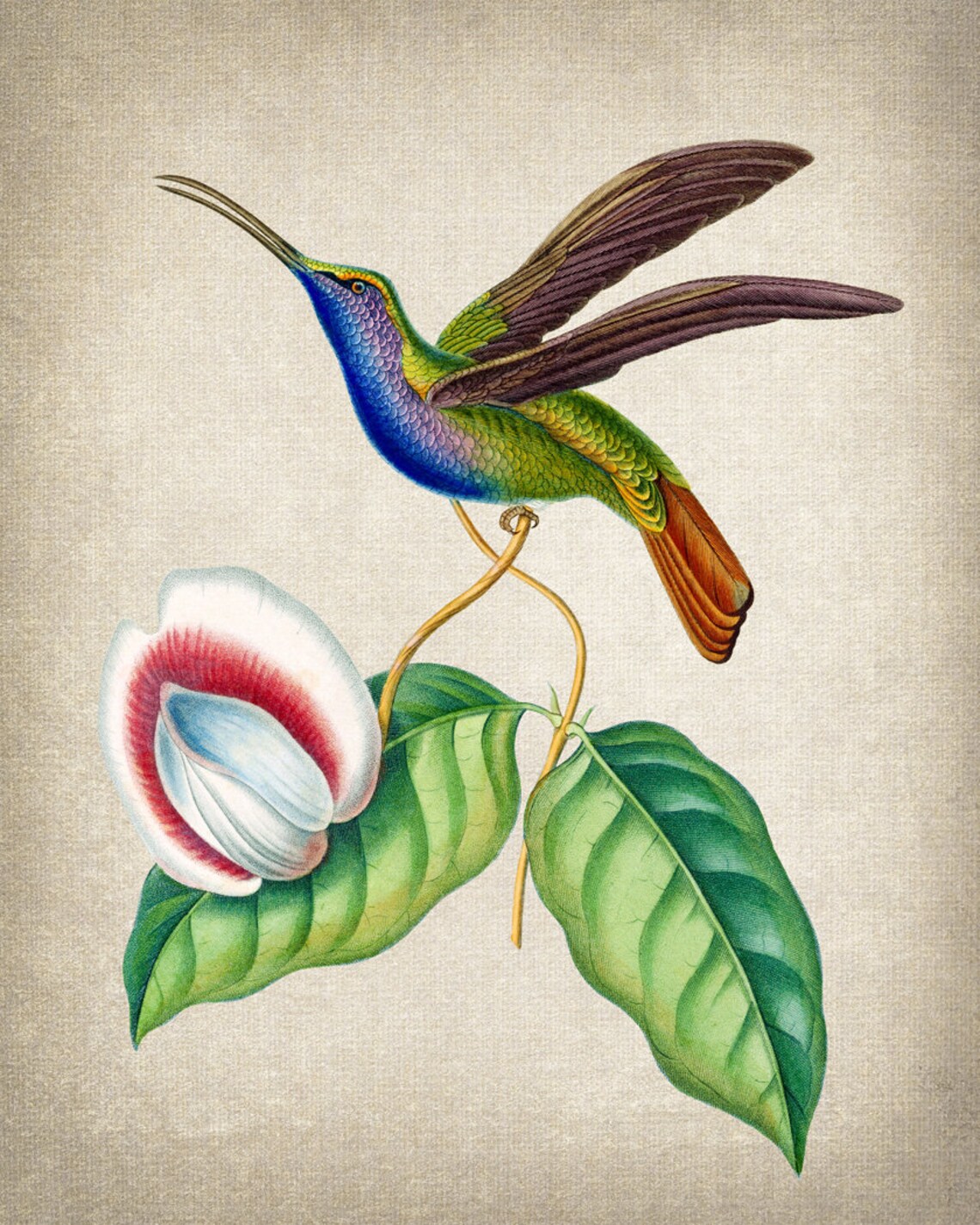 Sickle Wing Hummingbird In Flight Vintage Natural History Bird Poster - Image 2