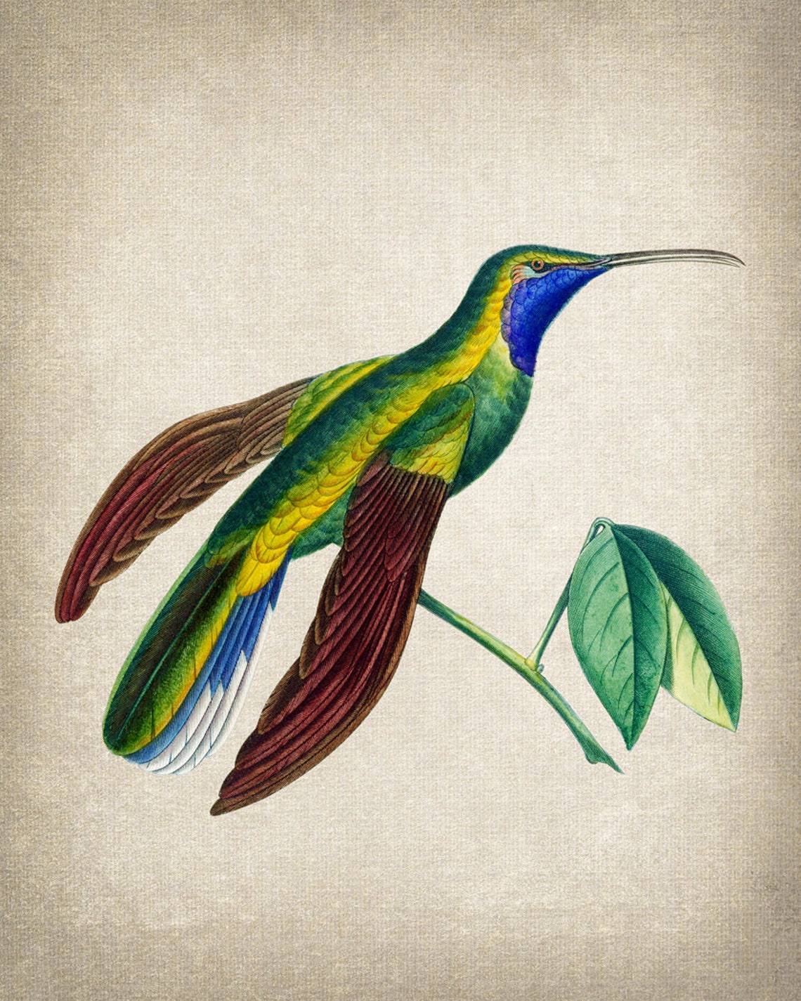 Blue Throated Green Hummingbird Vintage Natural History Bird Poster - Image 2