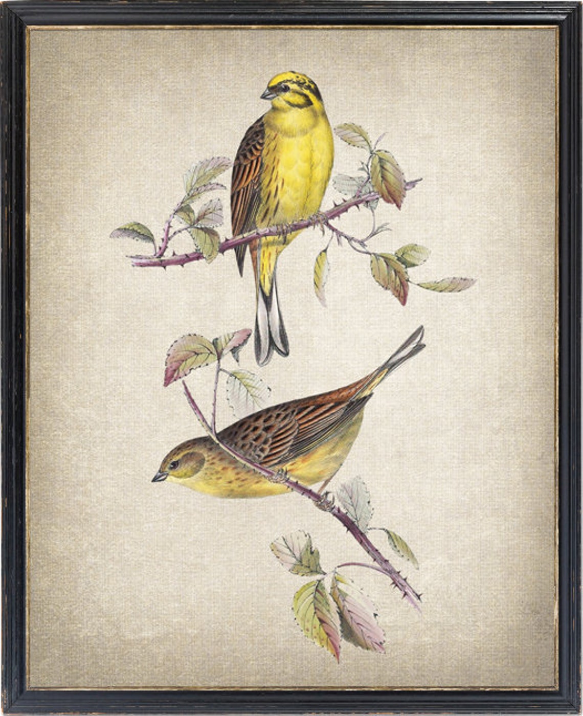 Yellow Bunting Songbird Pair Vintage Botanical Illustration Poster
