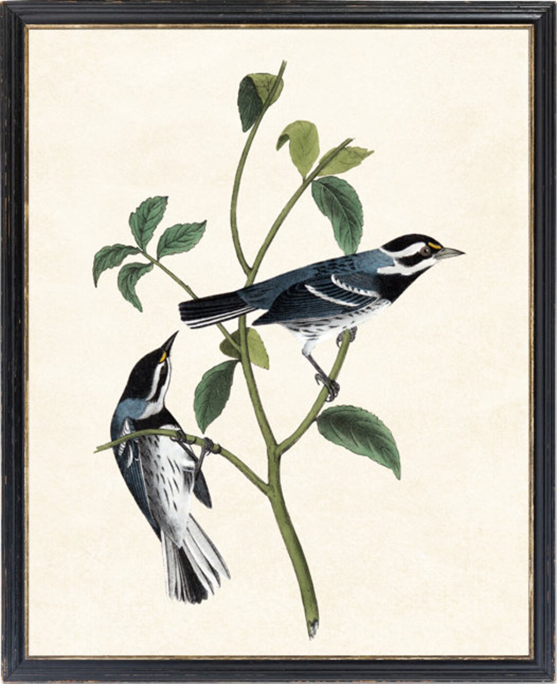 Black Throated Grey Warbler Vintage Illustration Art Print - Image 2