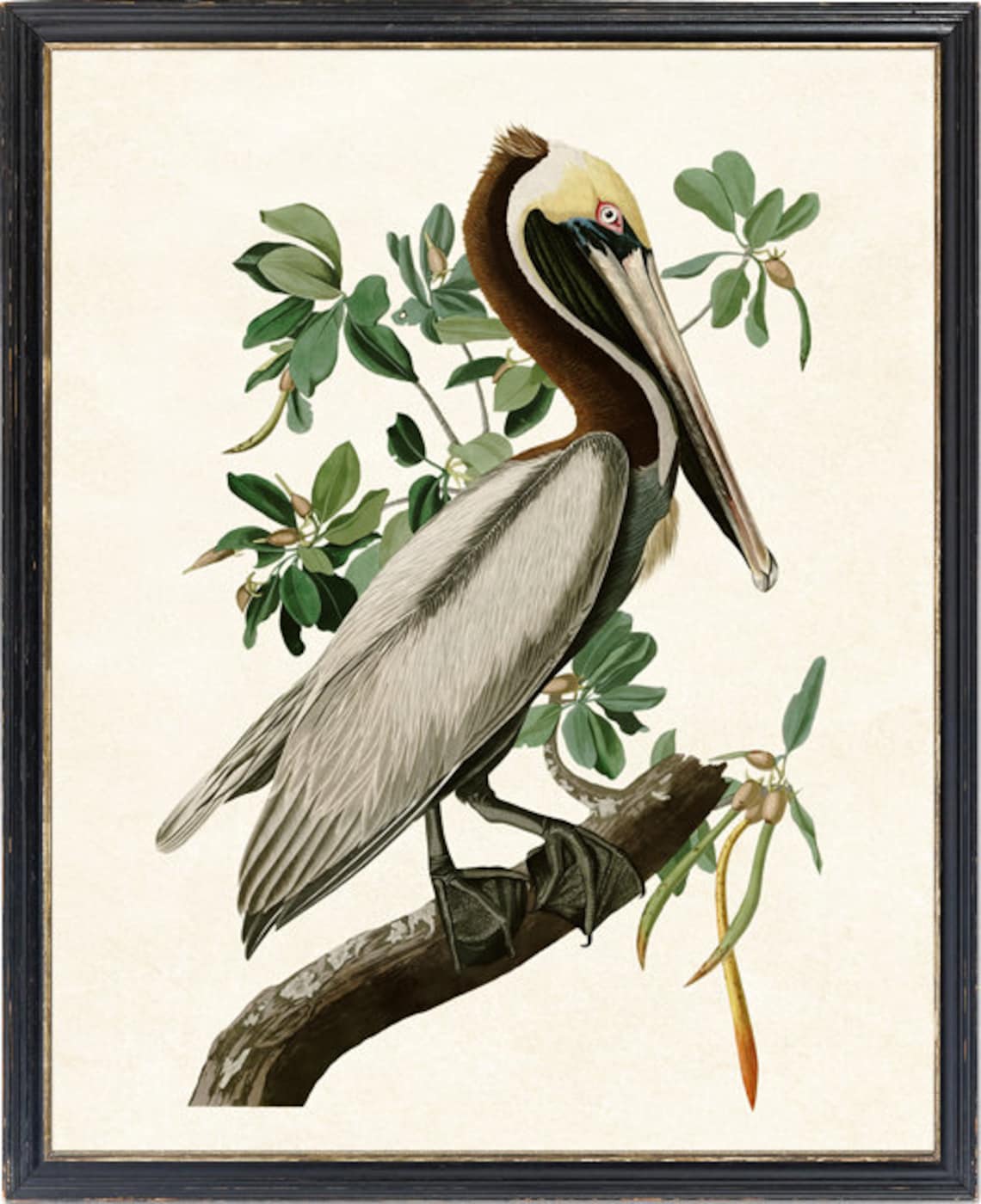 Brown Pelican Vintage Audubon Bird Art Print - Image 2