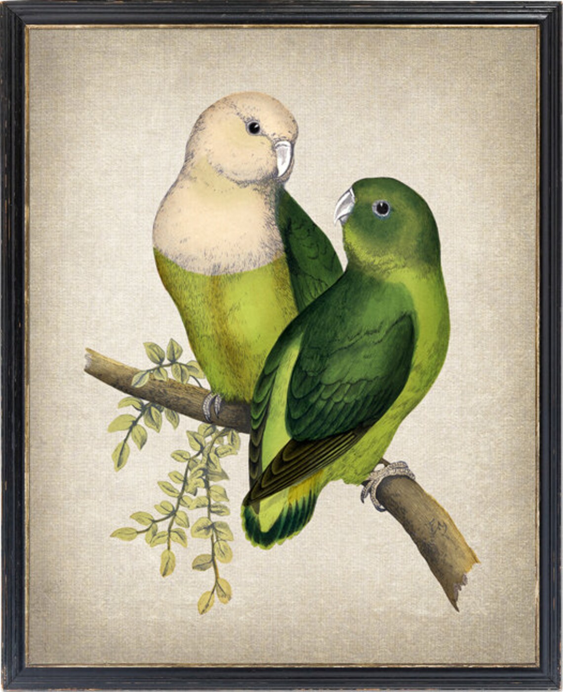 Madagascar Lovebirds Vintage Parrot Illustration Art Print