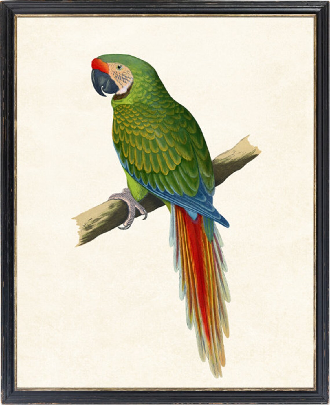 Vintage Military Macaw Art Print, Tropical Bird Illustration - Image 2