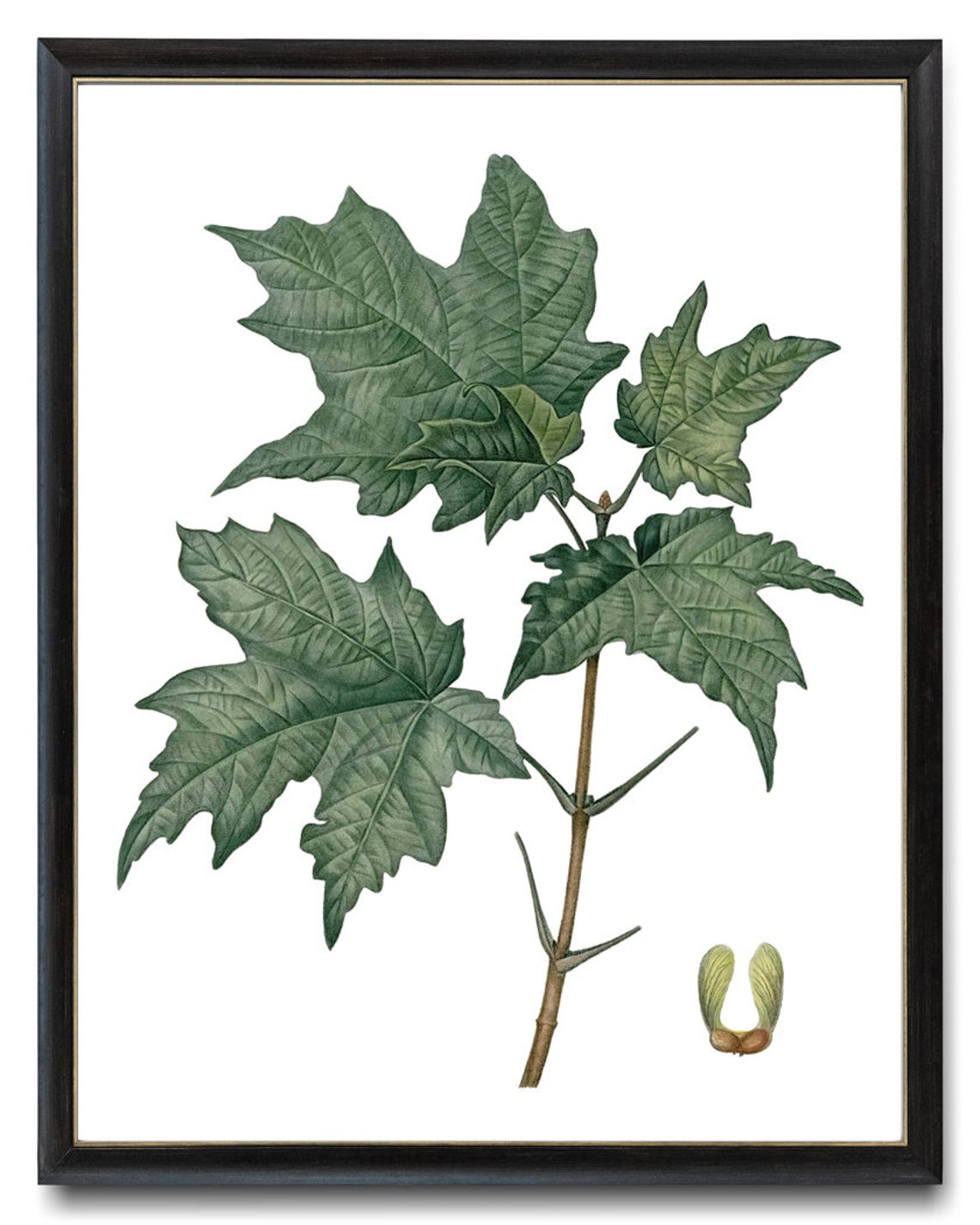 Vintage Green Maple Leaves Seed Botanical Illustration Poster - Image 3