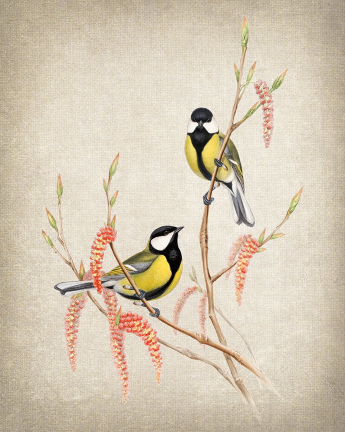 Great Tit Birds and Botanical Vintage Art Print - Image 2