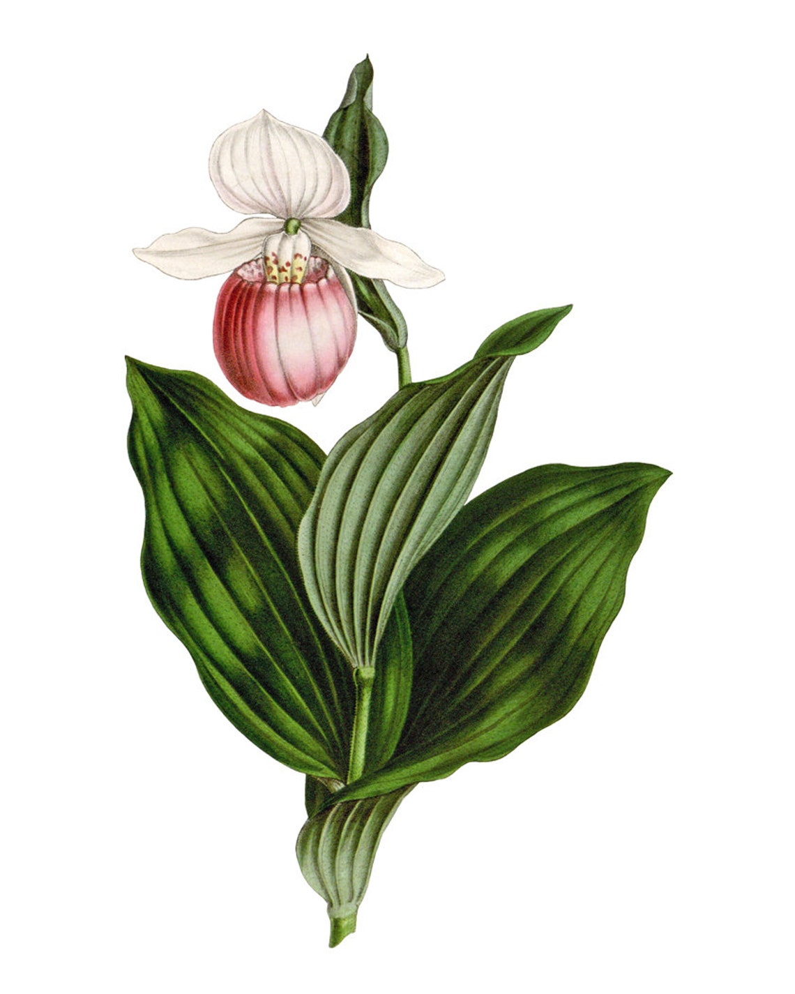 Pink White Lady Slipper Orchid Vintage Botanical Illustration Poster - Image 2