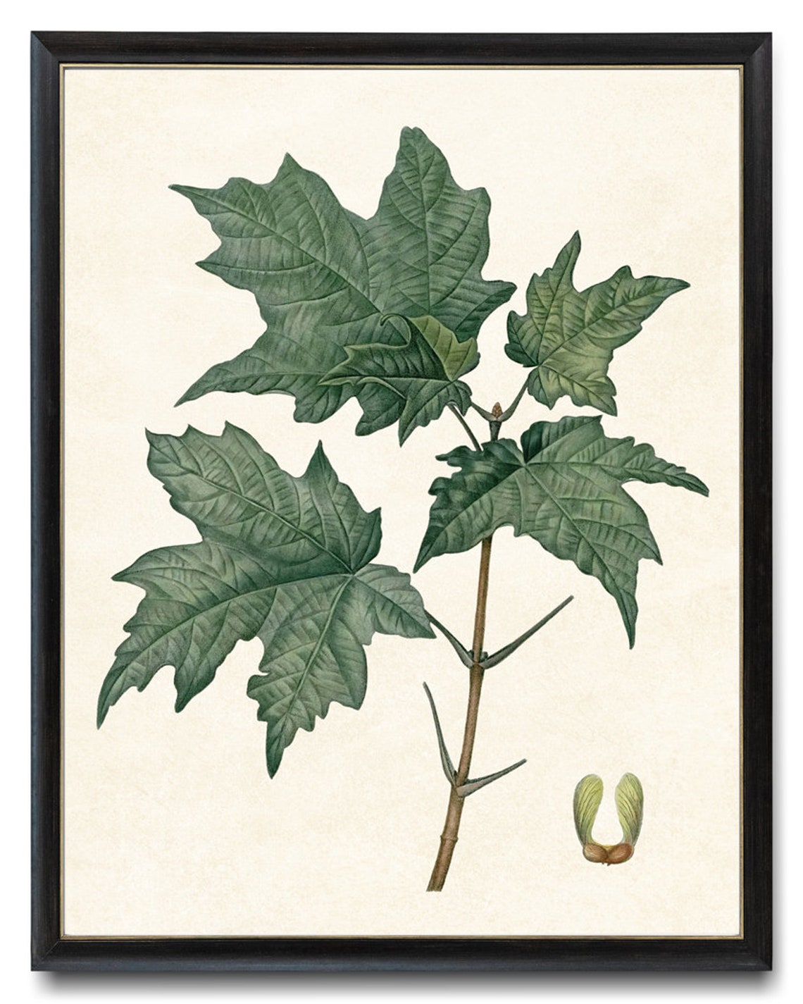 Vintage Green Maple Leaves Seed Botanical Illustration Poster - Image 4