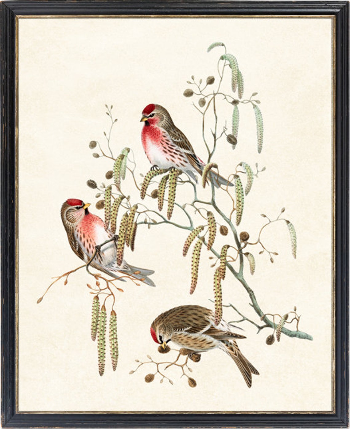 Common Redpoll Trio Birch Catkins Vintage Illustration Poster - Image 2