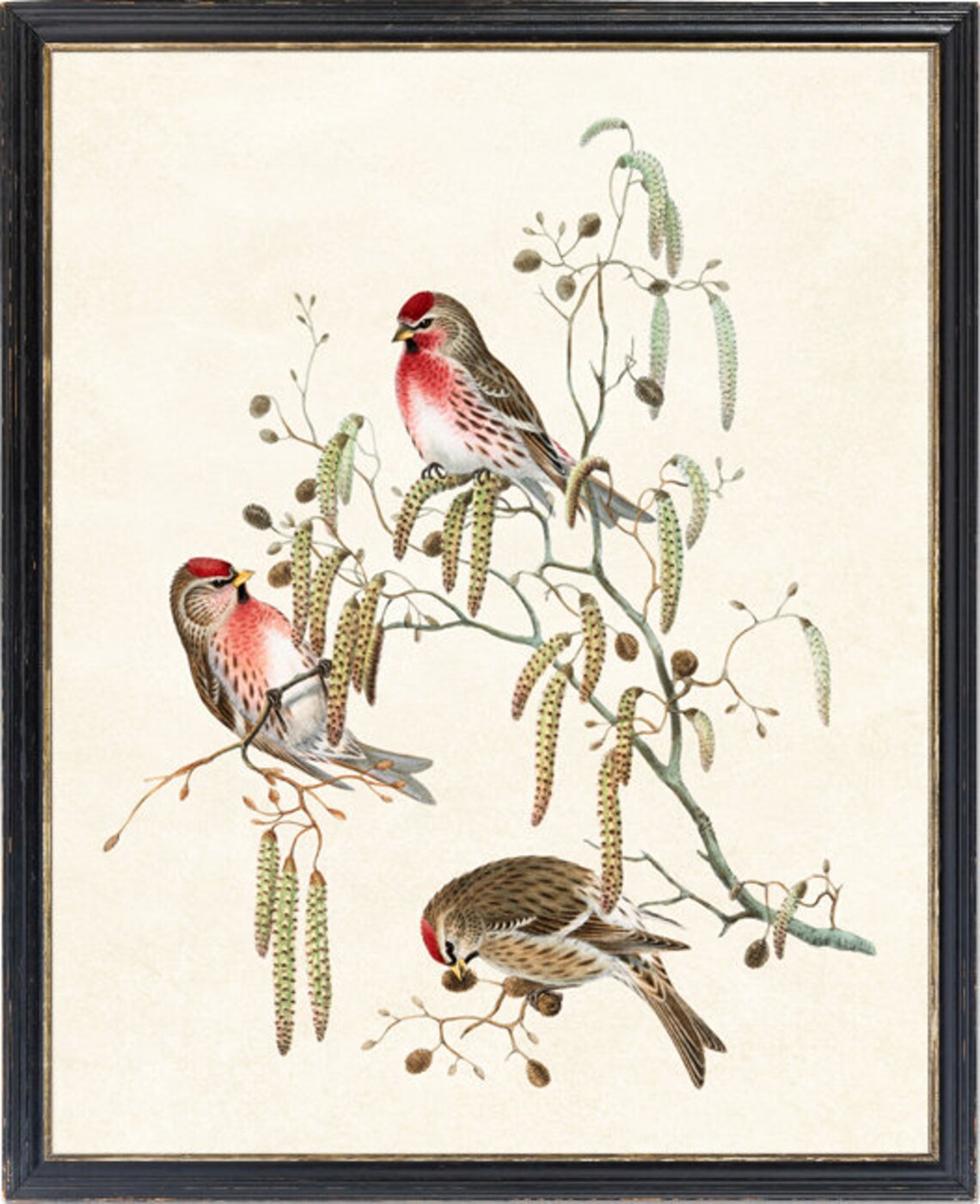 Common Redpoll Trio on Catkins Vintage Bird Illustration Print - Image 4