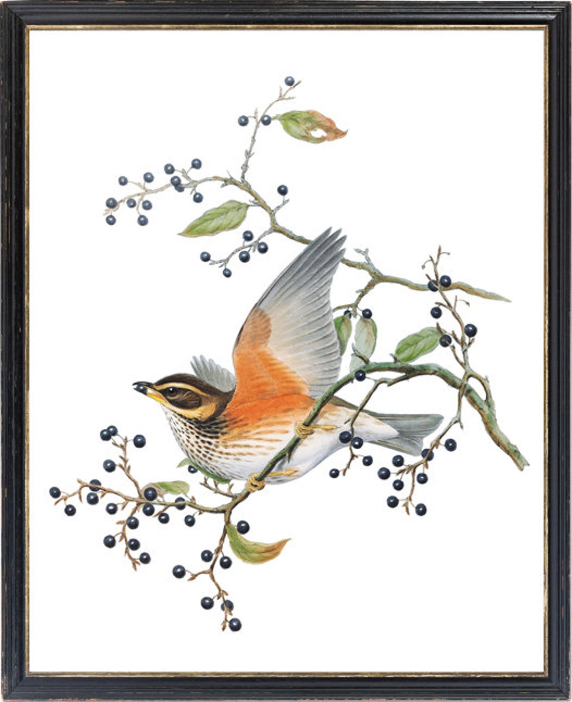 Redwing Thrush Berries Vintage Bird Illustration Antique Art Print - Image 3
