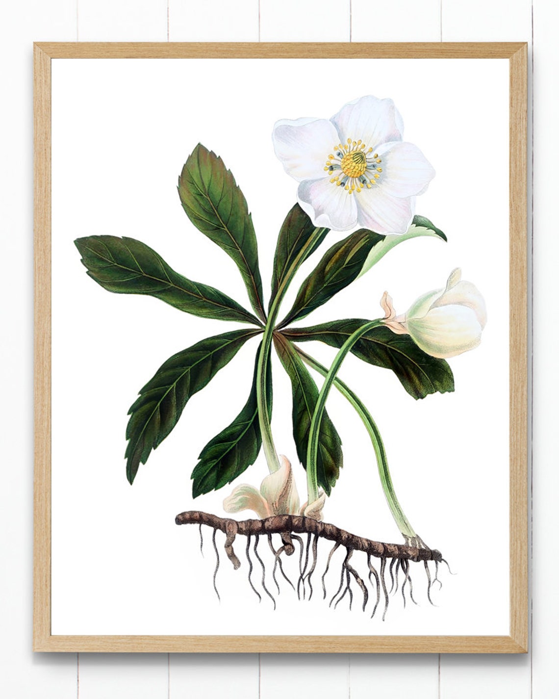 White Hellebore Christmas Rose Vintage Botanical Root Study Poster - Image 4