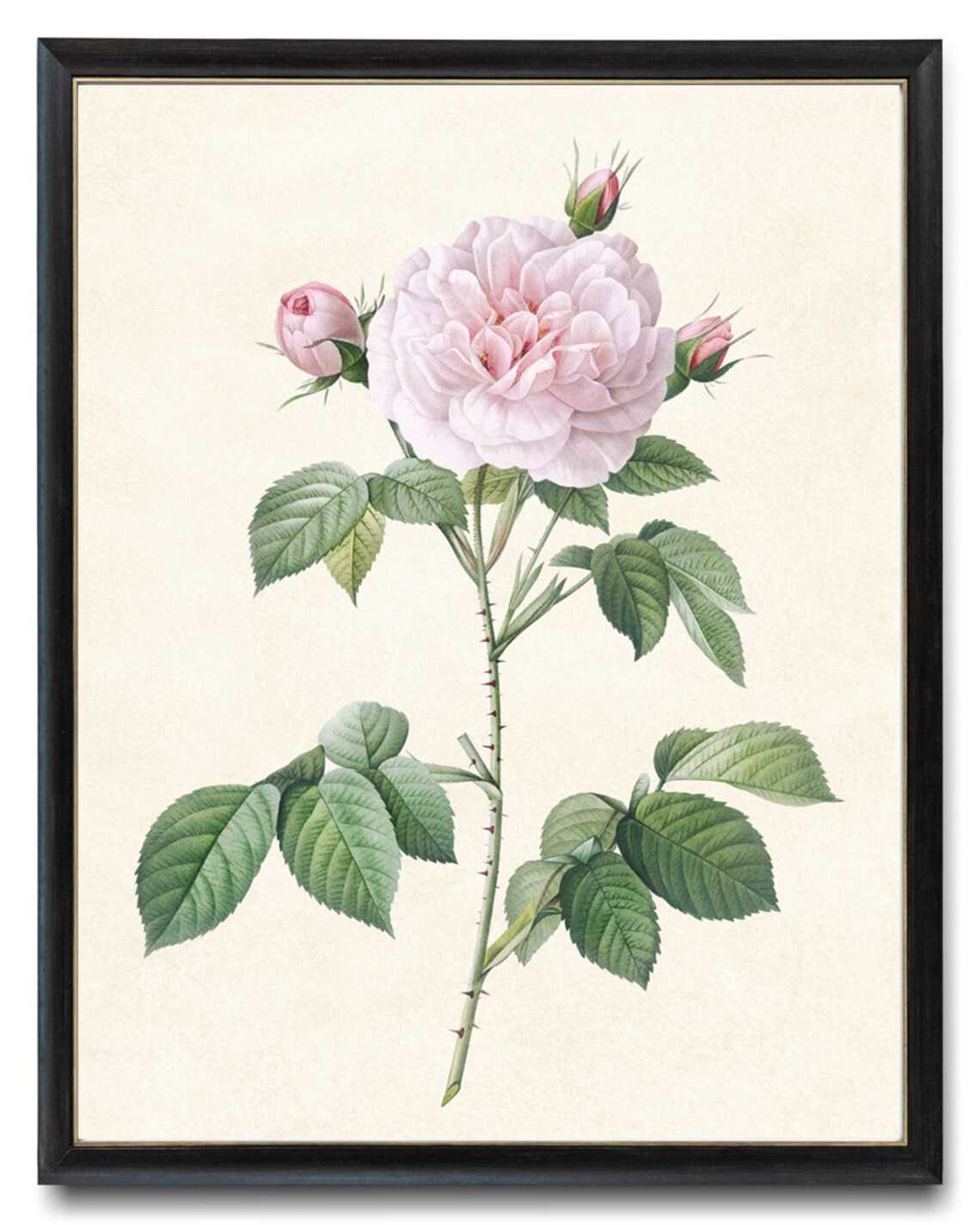 Blush Pink Rose by P.J. Redoute, Vintage Art Print