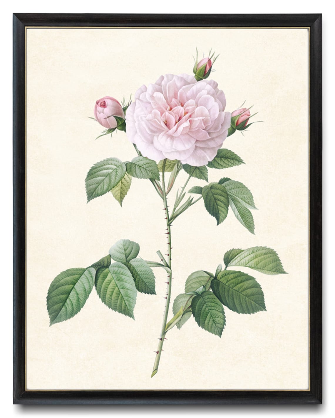 Blush Pink Rose Vintage Botanical Art Print