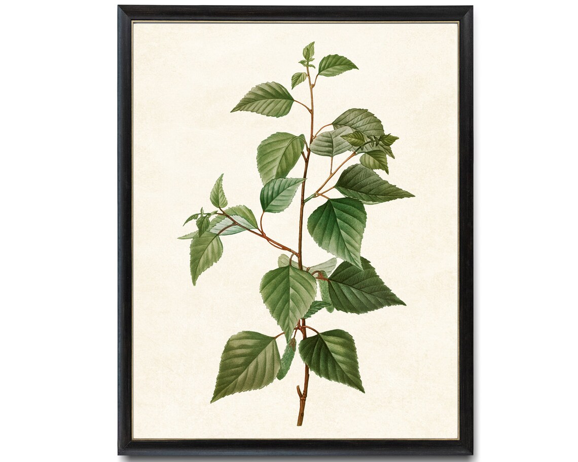 Black Birch Tree Branch Vintage Botanical Art Print