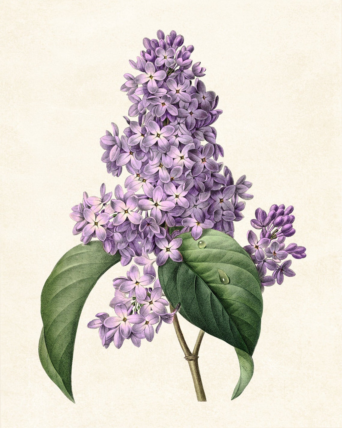 Purple Lilac Blossoms Antique Floral Botanical Illustration Print - Image 3