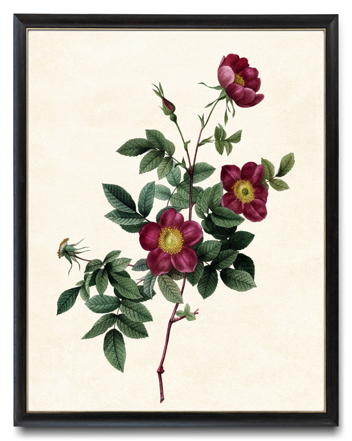Crimson Alpine Rose Blossoms Classic Vintage Botanical Poster