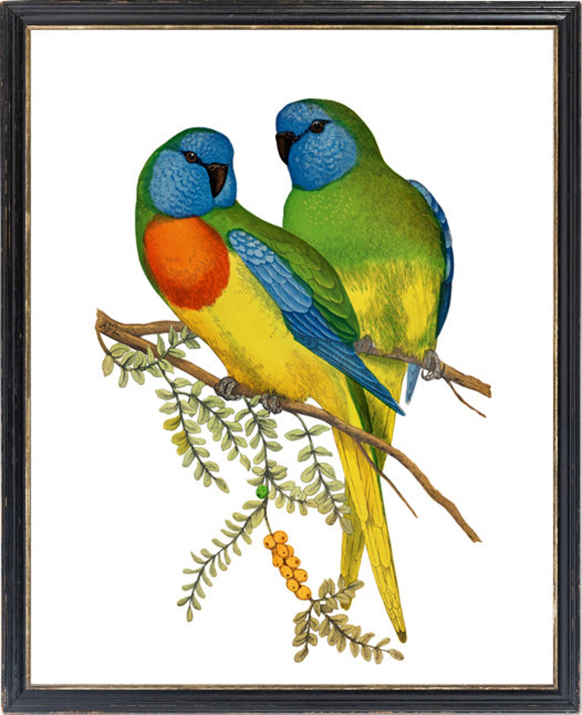 Scarlet Chested Parrot Pair Vintage Bird Illustration Poster - Image 3