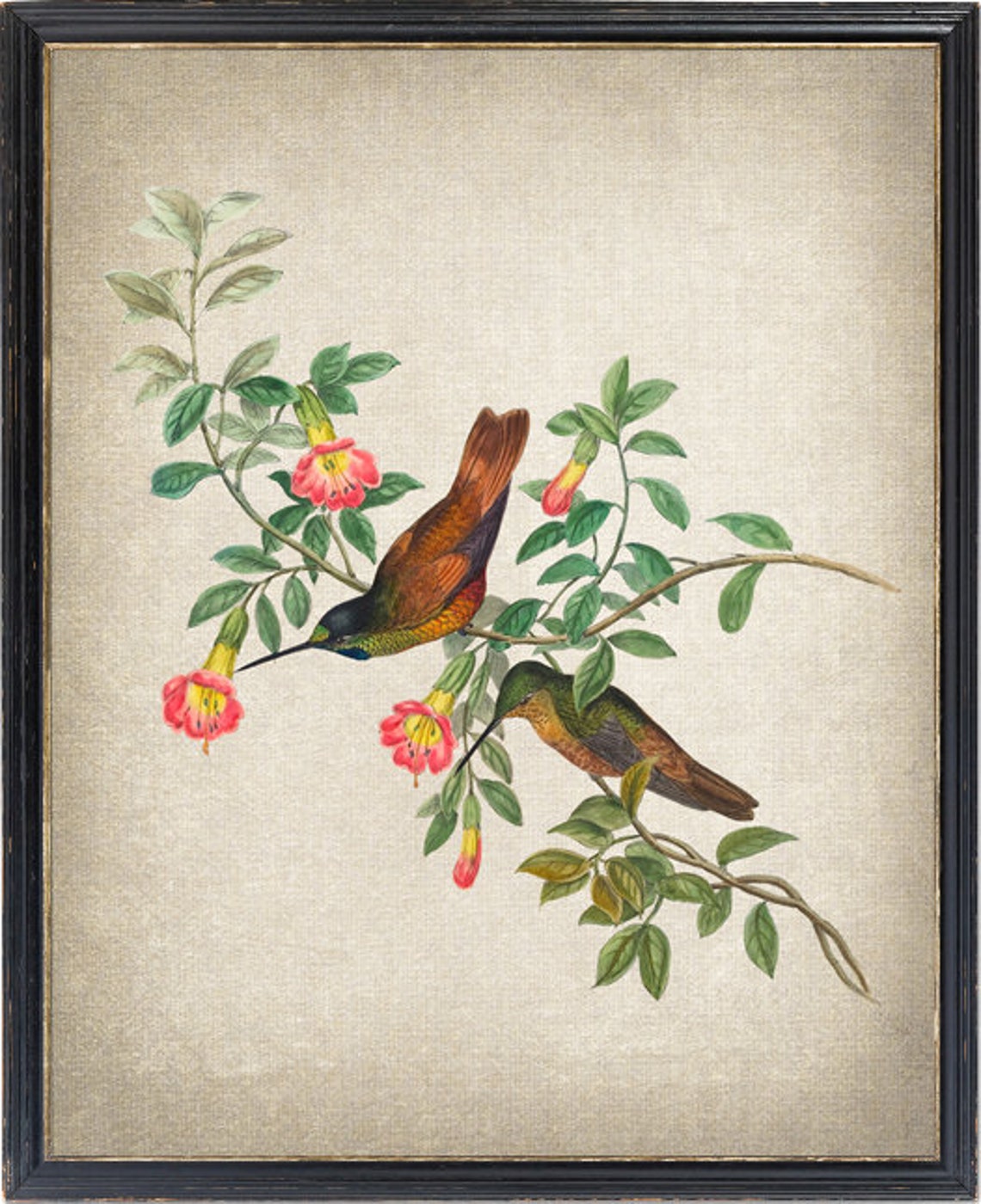 Green Hummingbird Pair Feeding on Trumpet Flowers Vintage Print