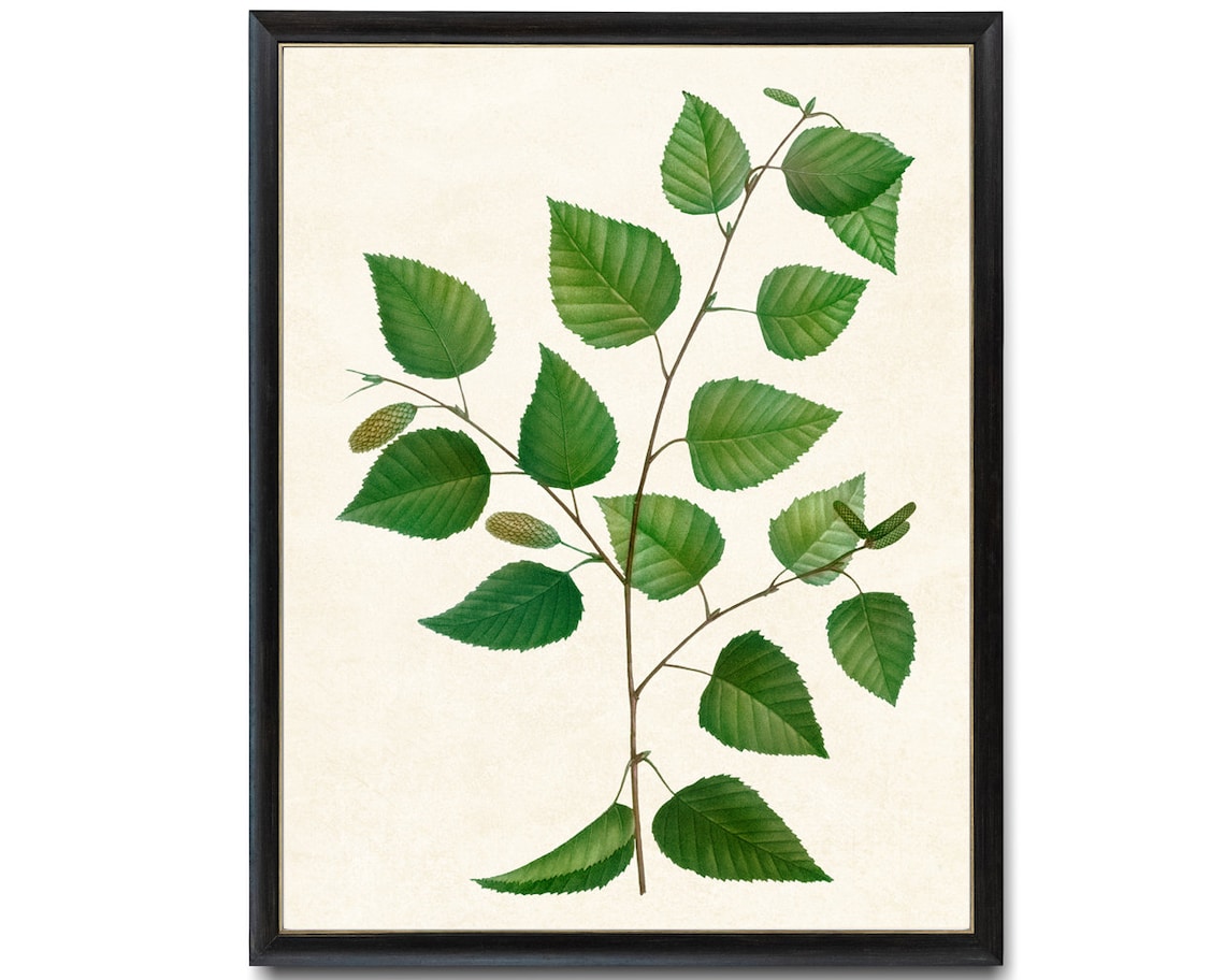 Birch Tree Branch Vintage Botanical Art Print