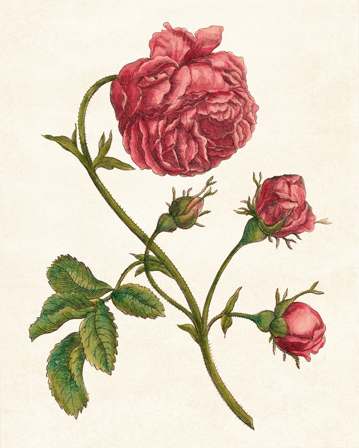 Red Garden Rose Bloom with Buds Vintage Botanical Engraving Poster - Image 4