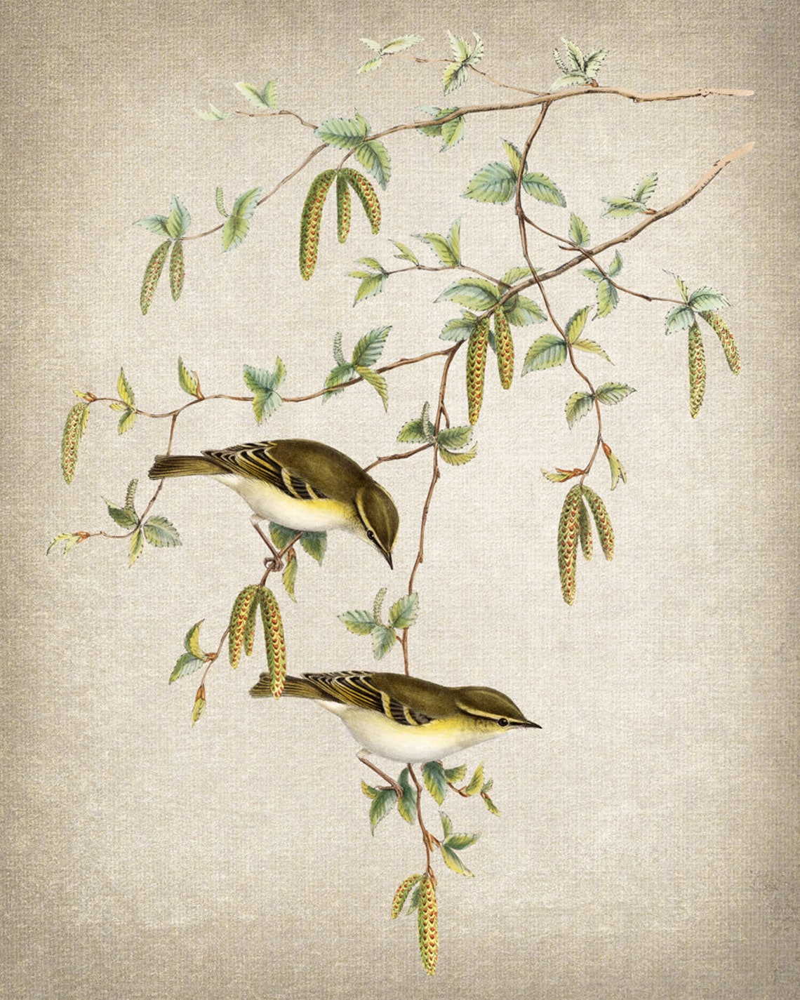 Yellow Browed Warbler Vintage Illustration Pair Songbirds Poster - Image 2
