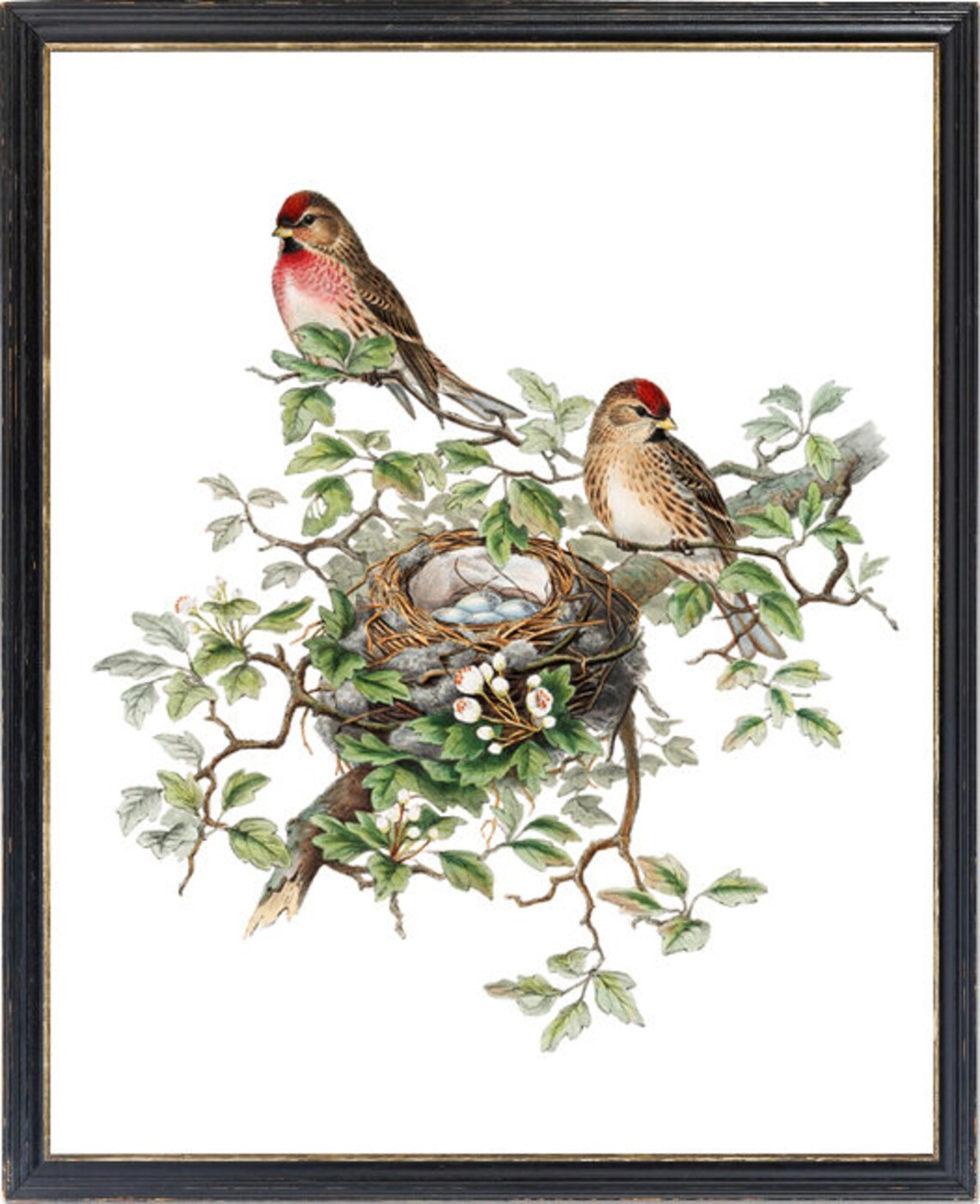 Bird And Botanical Vintage Art Print, Redpoll Birds - Image 3