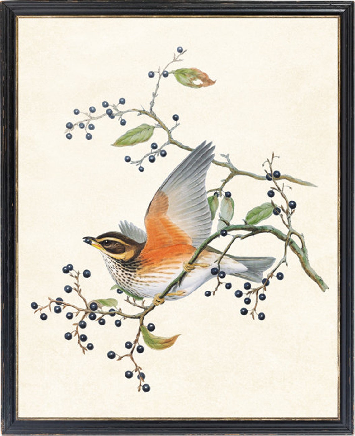 Redwing Thrush Wings Spread Vintage Natural History Bird Poster - Image 4