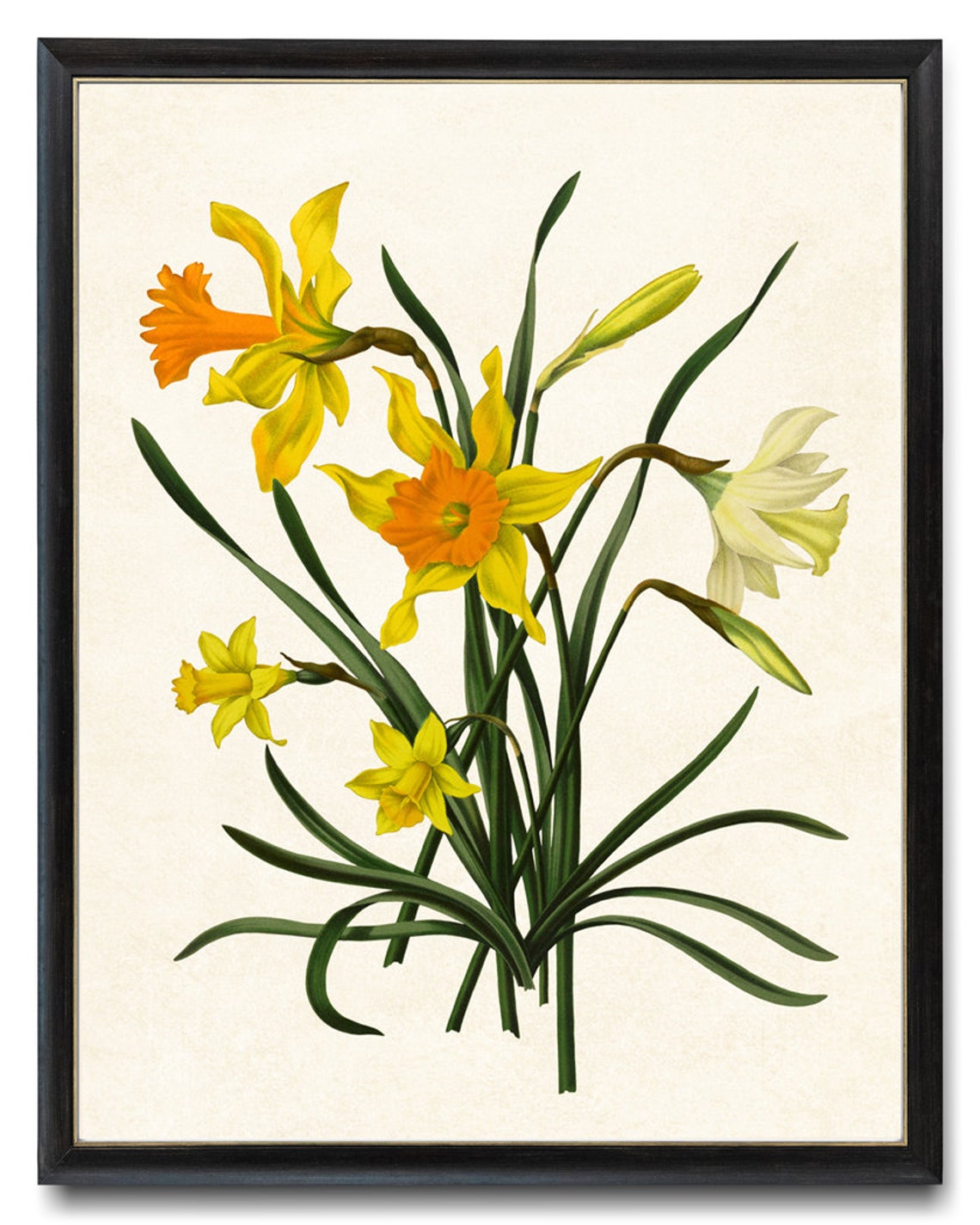 Yellow And White Narcissus Daffodil Vintage Botanical Art Poster