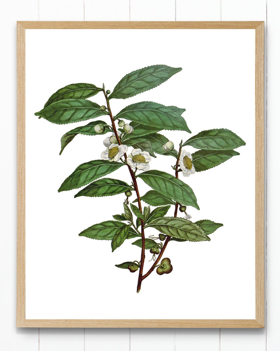 Vintage Camellia Sinensis Tea Plant Botanical Illustration Poster - Image 3