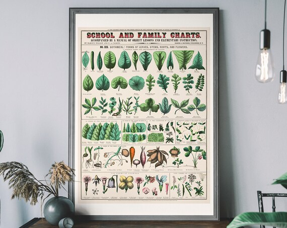 Vintage Botanical Chart Leaves Stems Roots Flowers Educational Poster