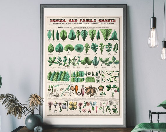 Vintage Botanical Print Antique Plant Leaf Chart Nature Illustration Wall Art Rustic Green Decor