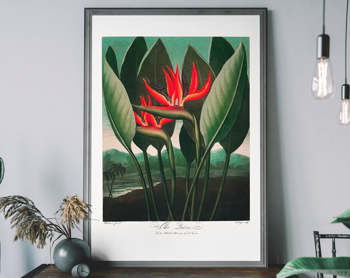 John Thornton Birds of Paradise Art Print