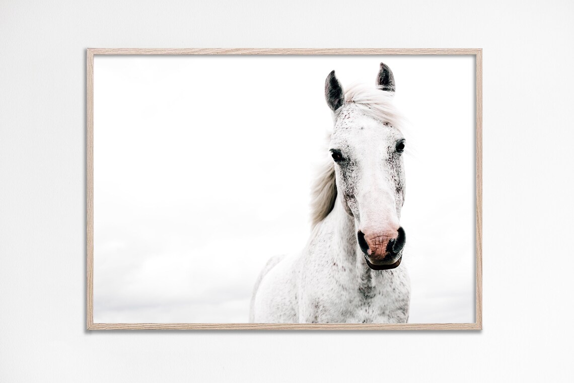 White Horse Minimalist Photography Horse Portrait Neutral Poster