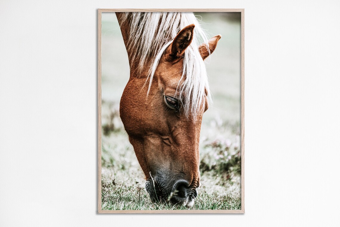 Horse Photography Print, Rustic Farmhouse Western