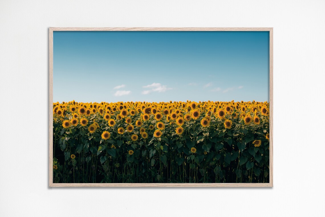 Sunflowers Landscape Photography Art Print, Country Field