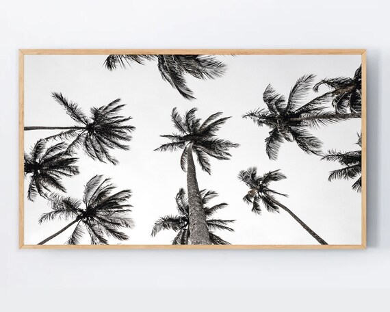 Black And White Palm Trees Viewed From Below Tropical Photo Poster